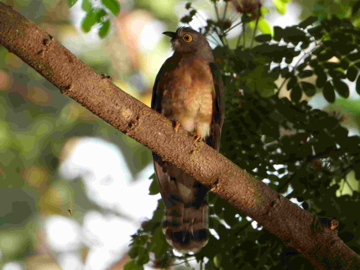 Common Hawk-Cuckoo - Gandhikumar Rangasamudram Kandaswami
