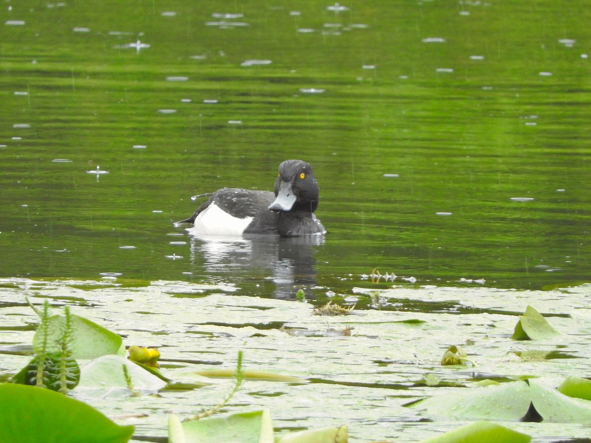 Tufted Duck - ML617549134