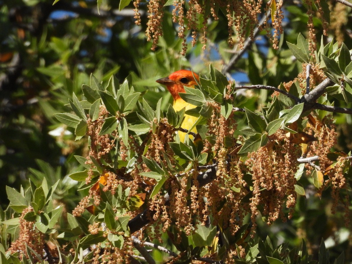 Western Tanager - ML617549135