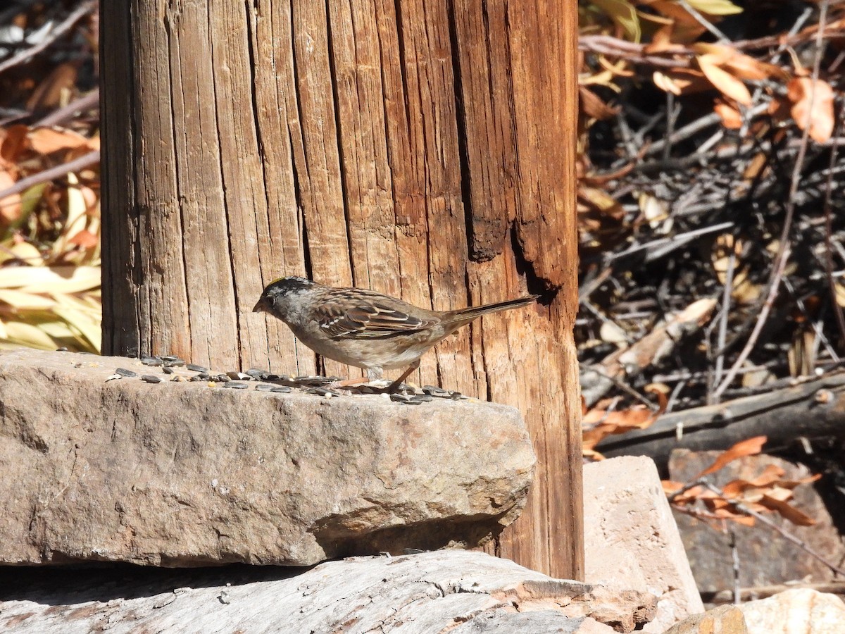 Golden-crowned Sparrow - ML617549197