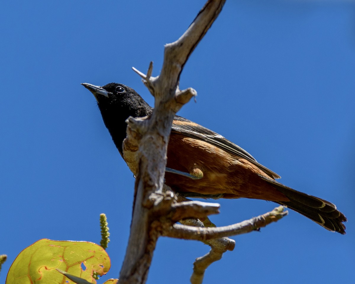 Orchard Oriole - ML617549228
