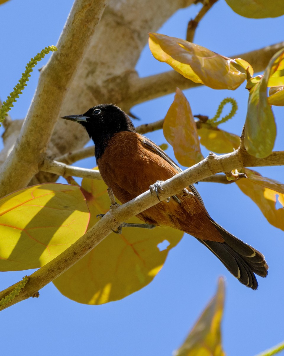 Orchard Oriole - ML617549229