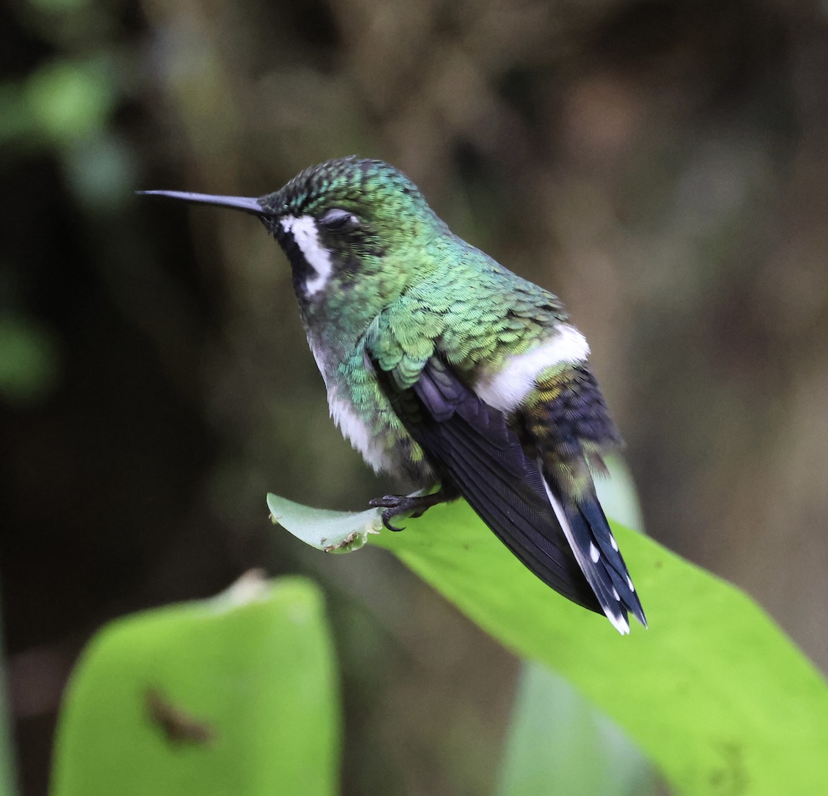 kolibřík trnoocasý - ML617549244