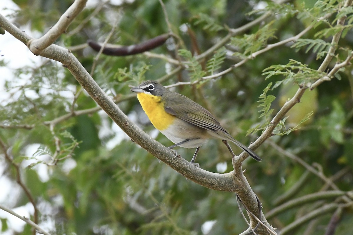 Yellow-breasted Chat - ML617549275