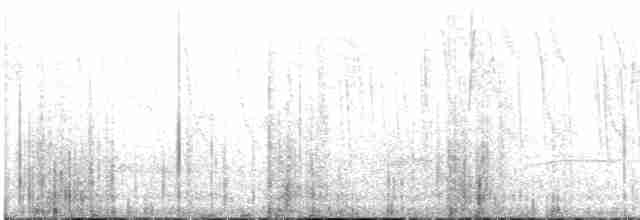 Slender-tailed Woodstar - ML617549301