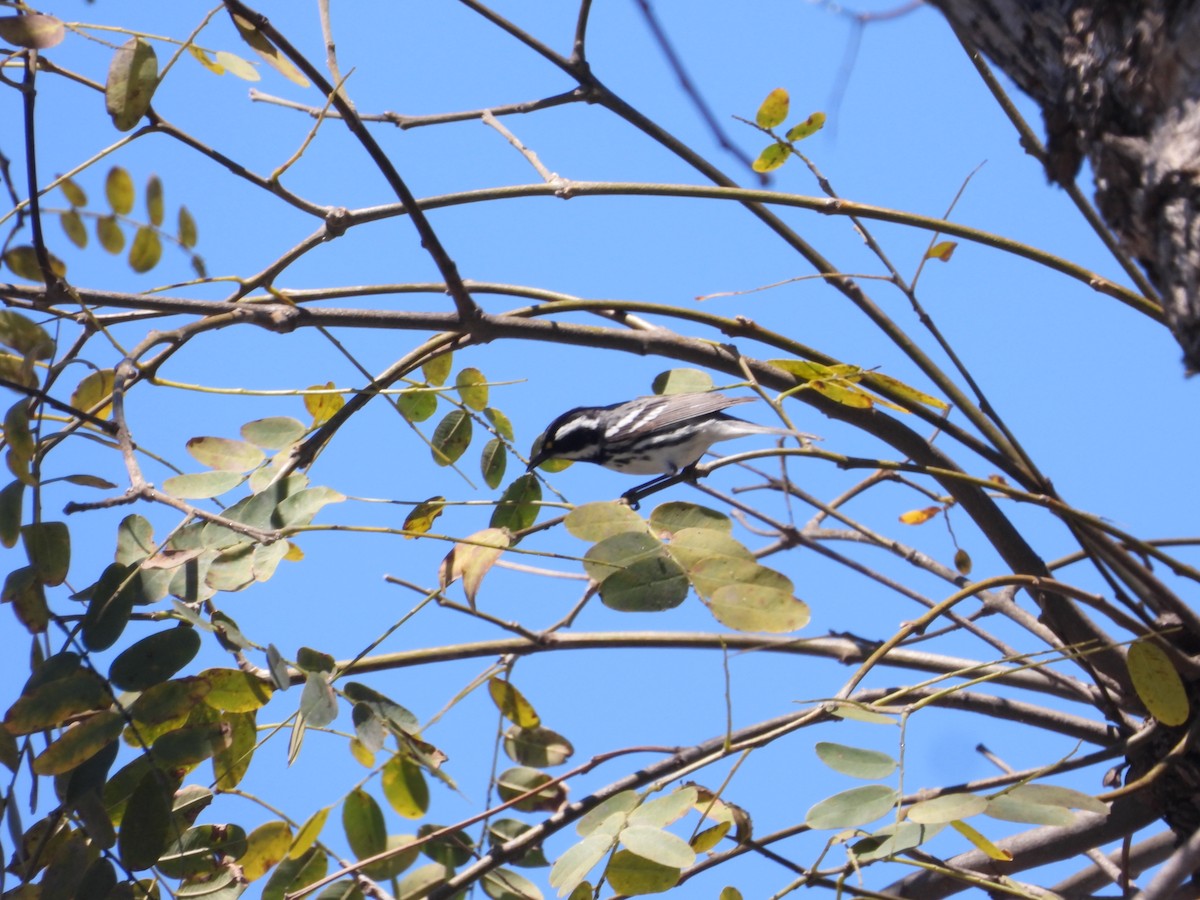 Black-throated Gray Warbler - ML617549352