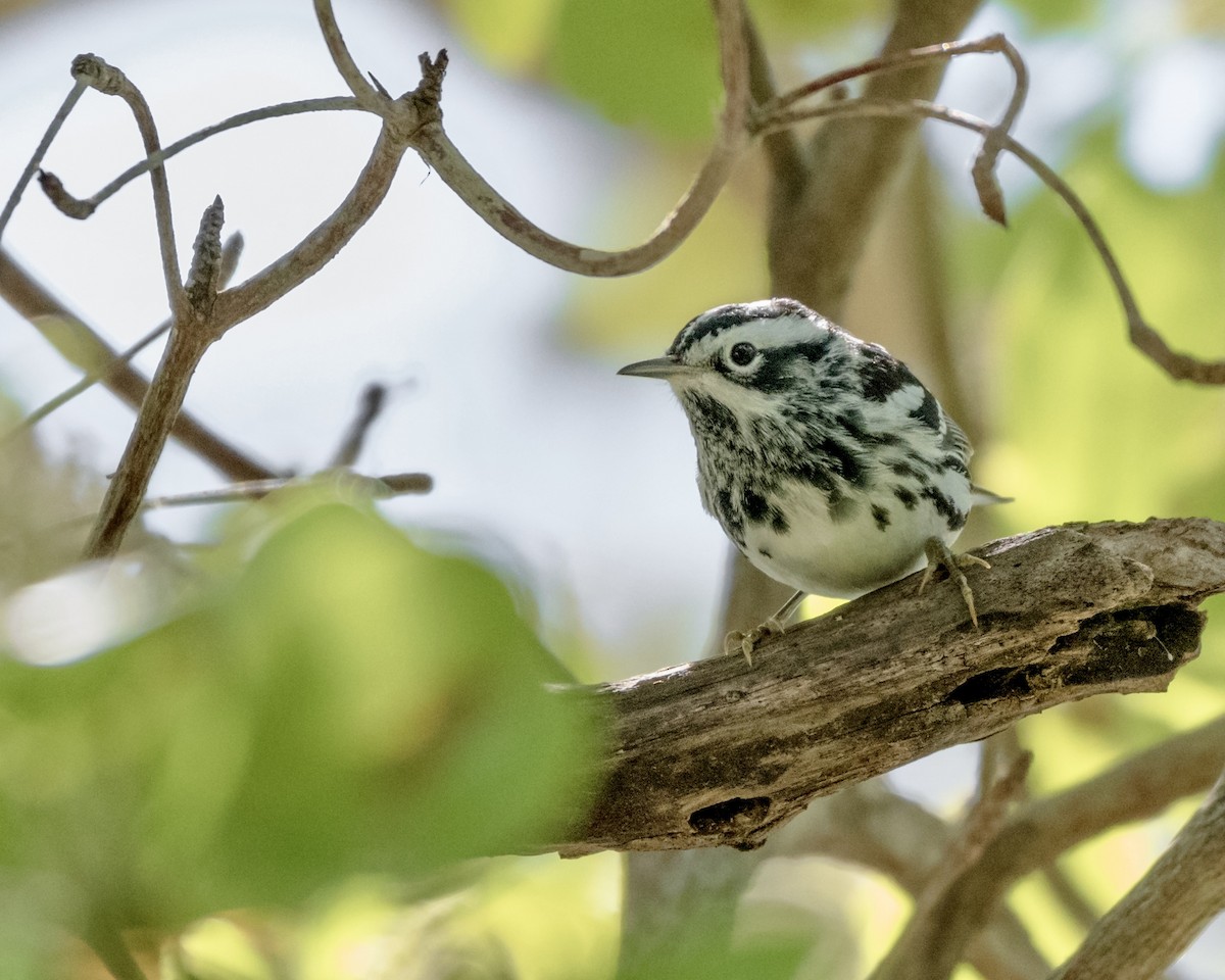 Black-and-white Warbler - ML617549353