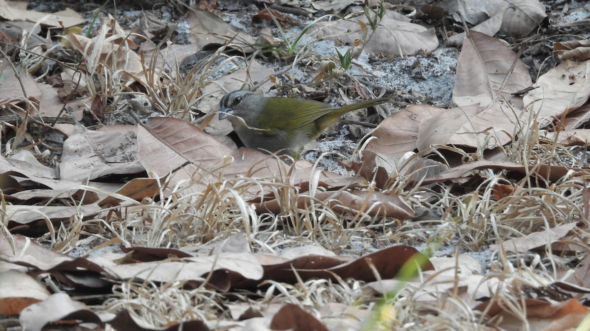 Green-backed Sparrow - ML617549355