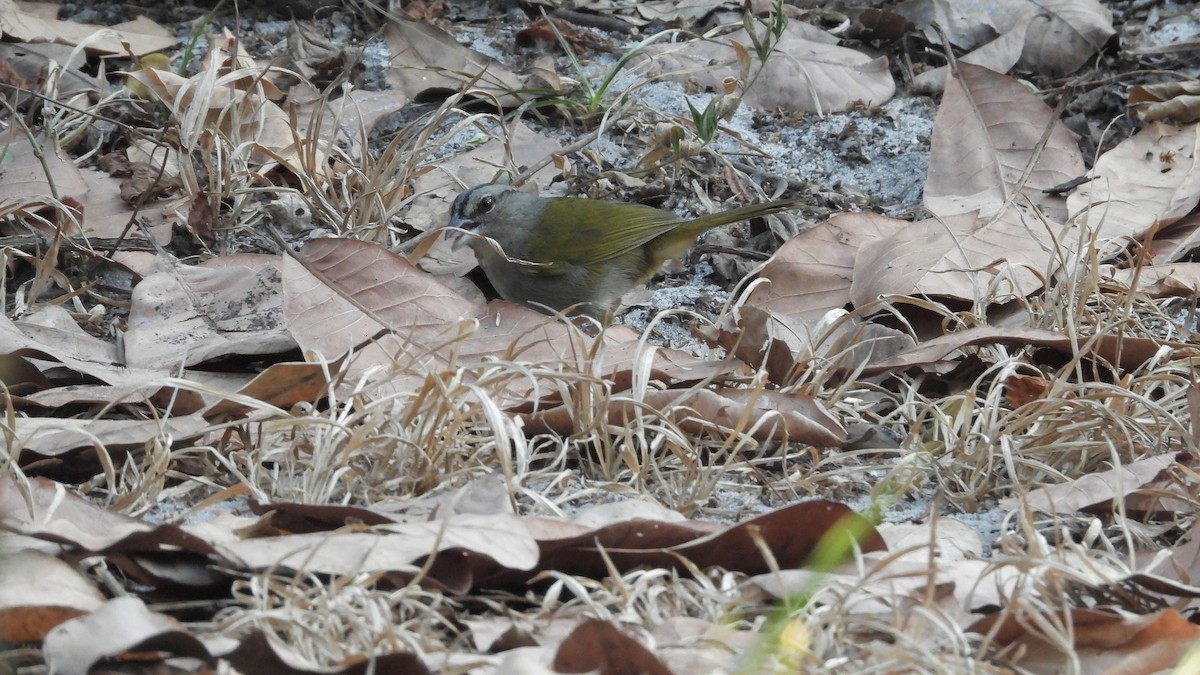 Green-backed Sparrow - ML617549356