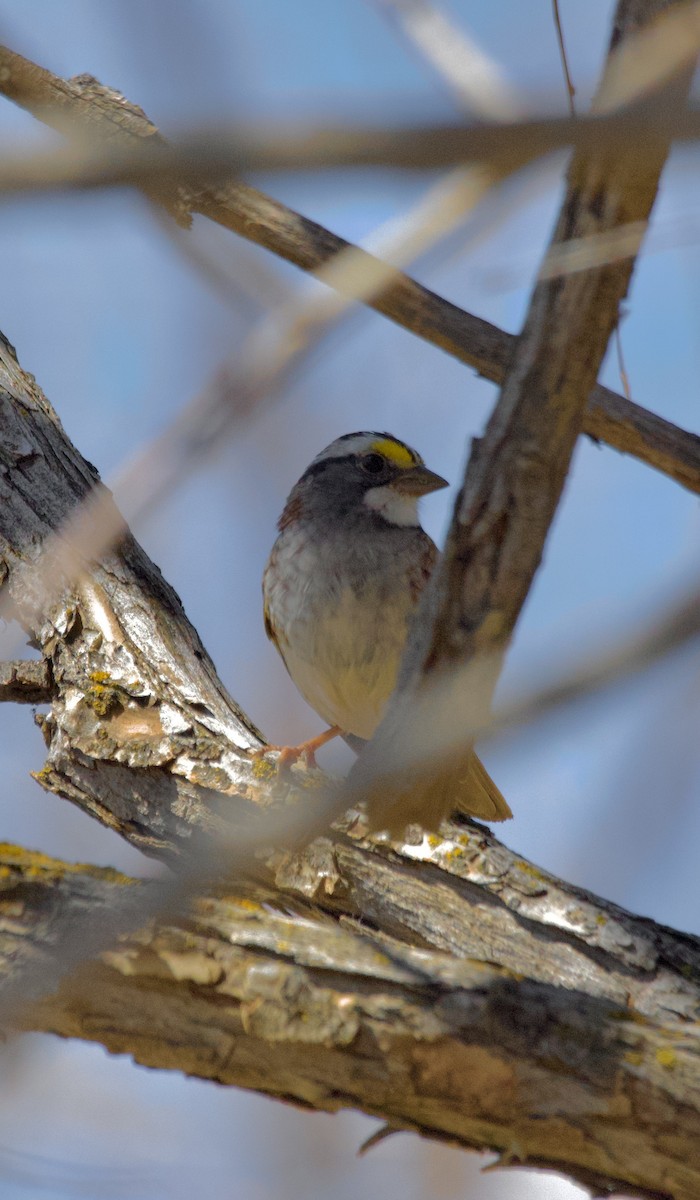 White-throated Sparrow - McKay Olson
