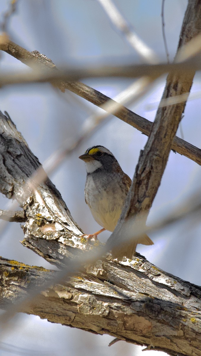 White-throated Sparrow - ML617549394
