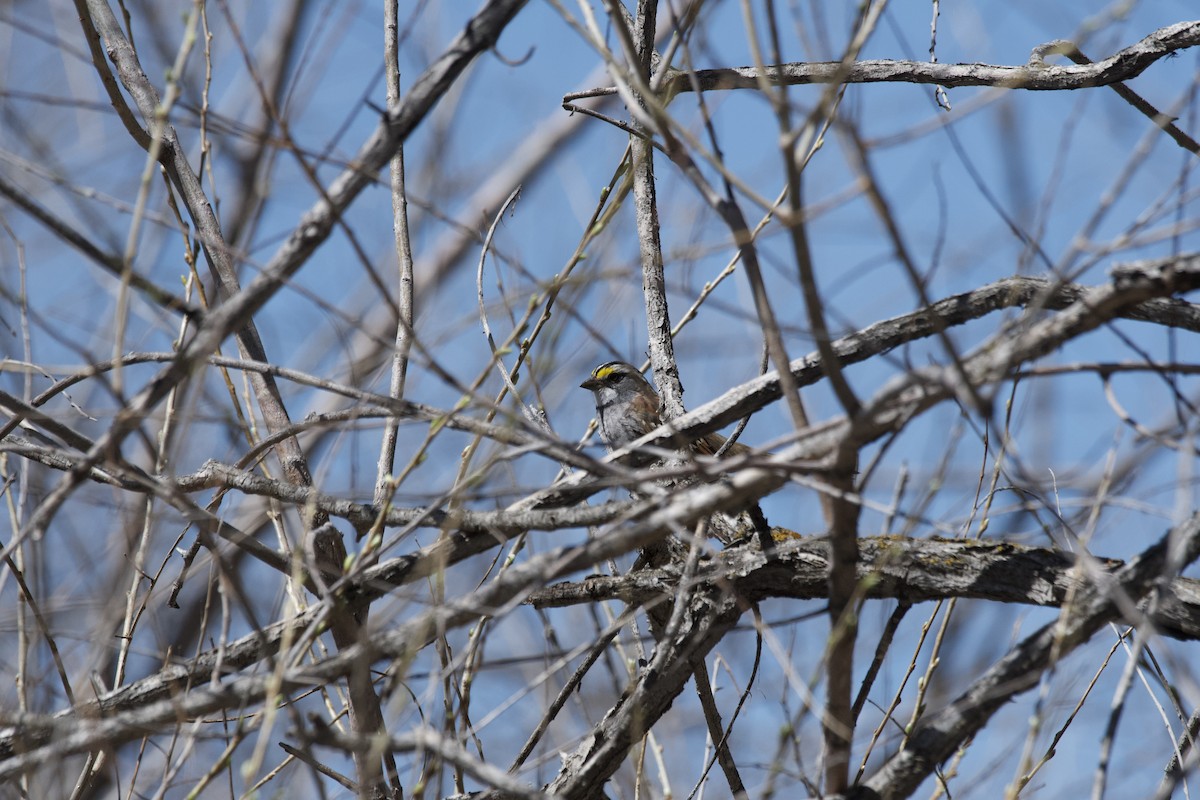 White-throated Sparrow - ML617549395