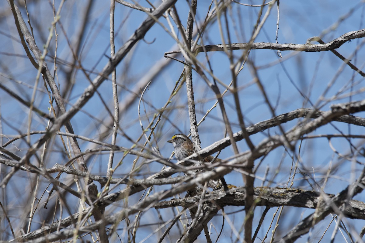 White-throated Sparrow - ML617549396