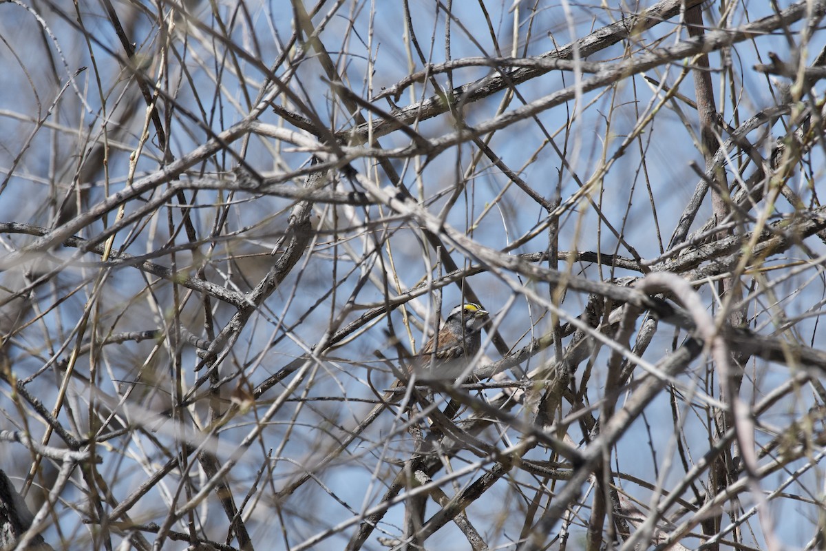 White-throated Sparrow - McKay Olson