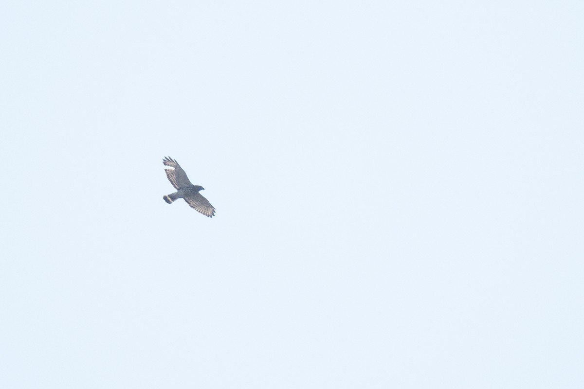 Broad-winged Hawk - ML617549479
