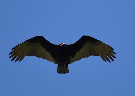 Turkey Vulture - ML617549588