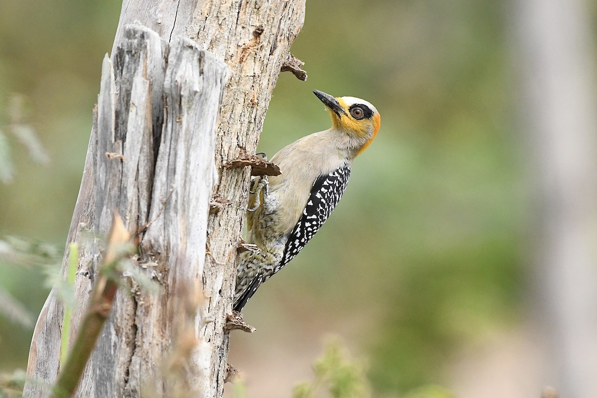 Golden-cheeked Woodpecker - ML617549597