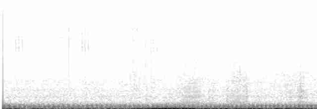 Slender-tailed Woodstar - ML617549623