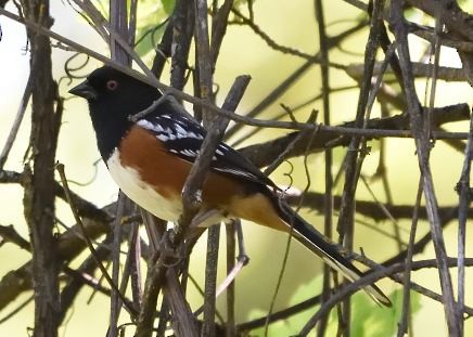 Spotted Towhee - ML617549626