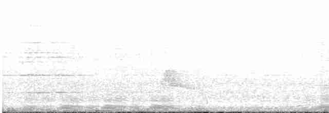 Slender-tailed Woodstar - ML617549628