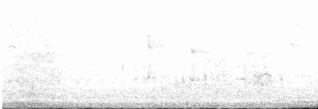Slender-tailed Woodstar - ML617549629
