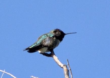Anna's Hummingbird - ML617549655