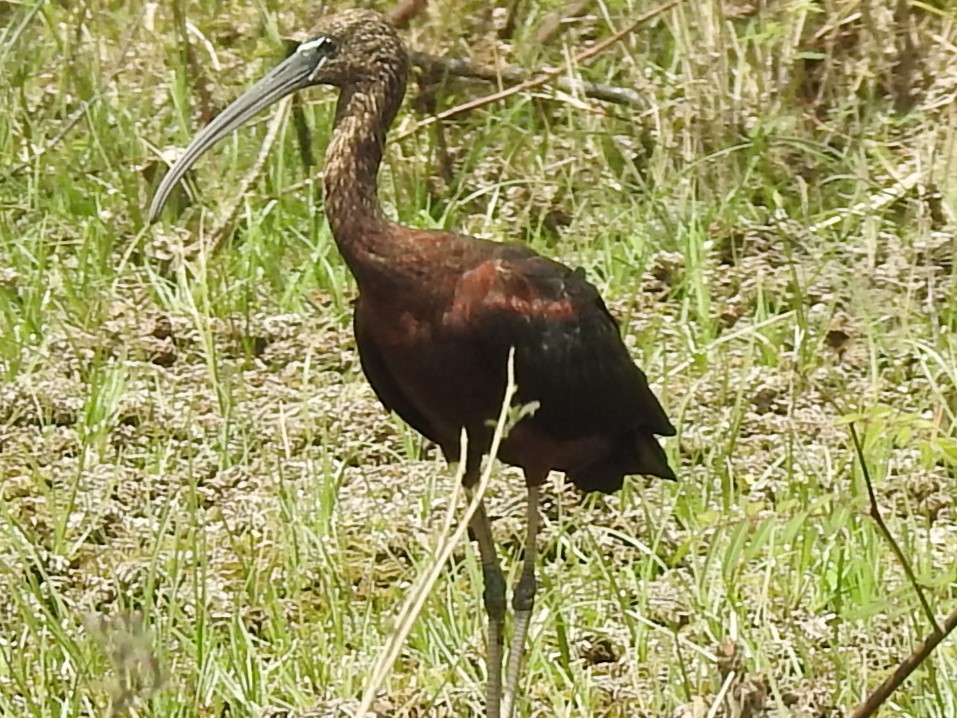 ibis hnědý - ML617549663