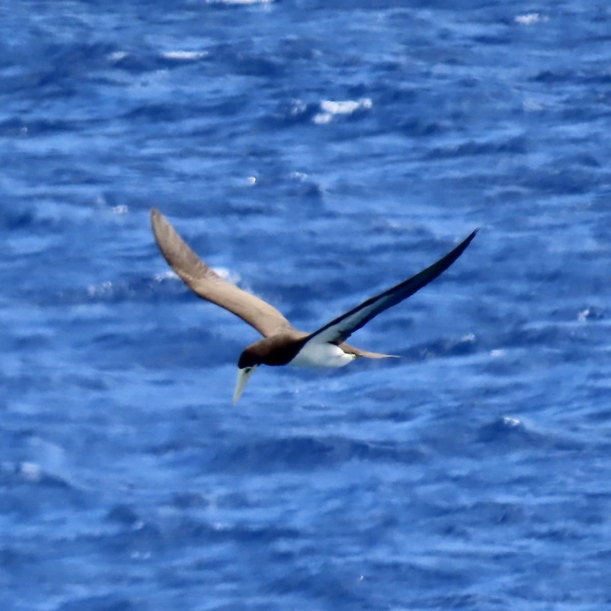 Brown Booby - ML617549673