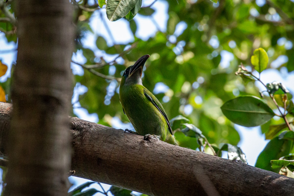 Groove-billed Toucanet - ML617549698