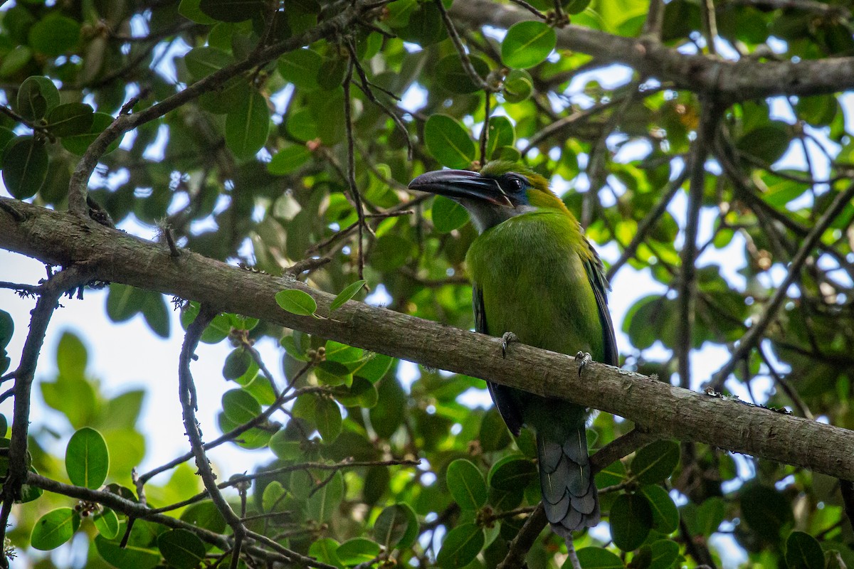 Groove-billed Toucanet - ML617549701