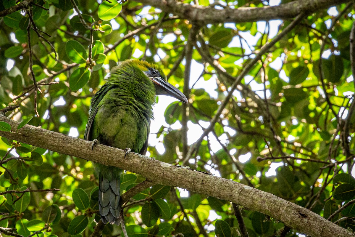 Groove-billed Toucanet - ML617549702