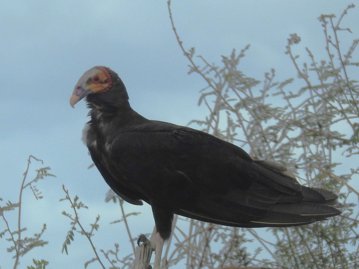 Lesser Yellow-headed Vulture - ML617549724