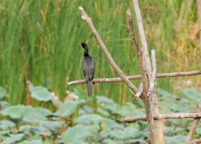 Little Cormorant - Wanatsanan Bumrungpong