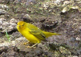 Yellow Warbler - sonja raub