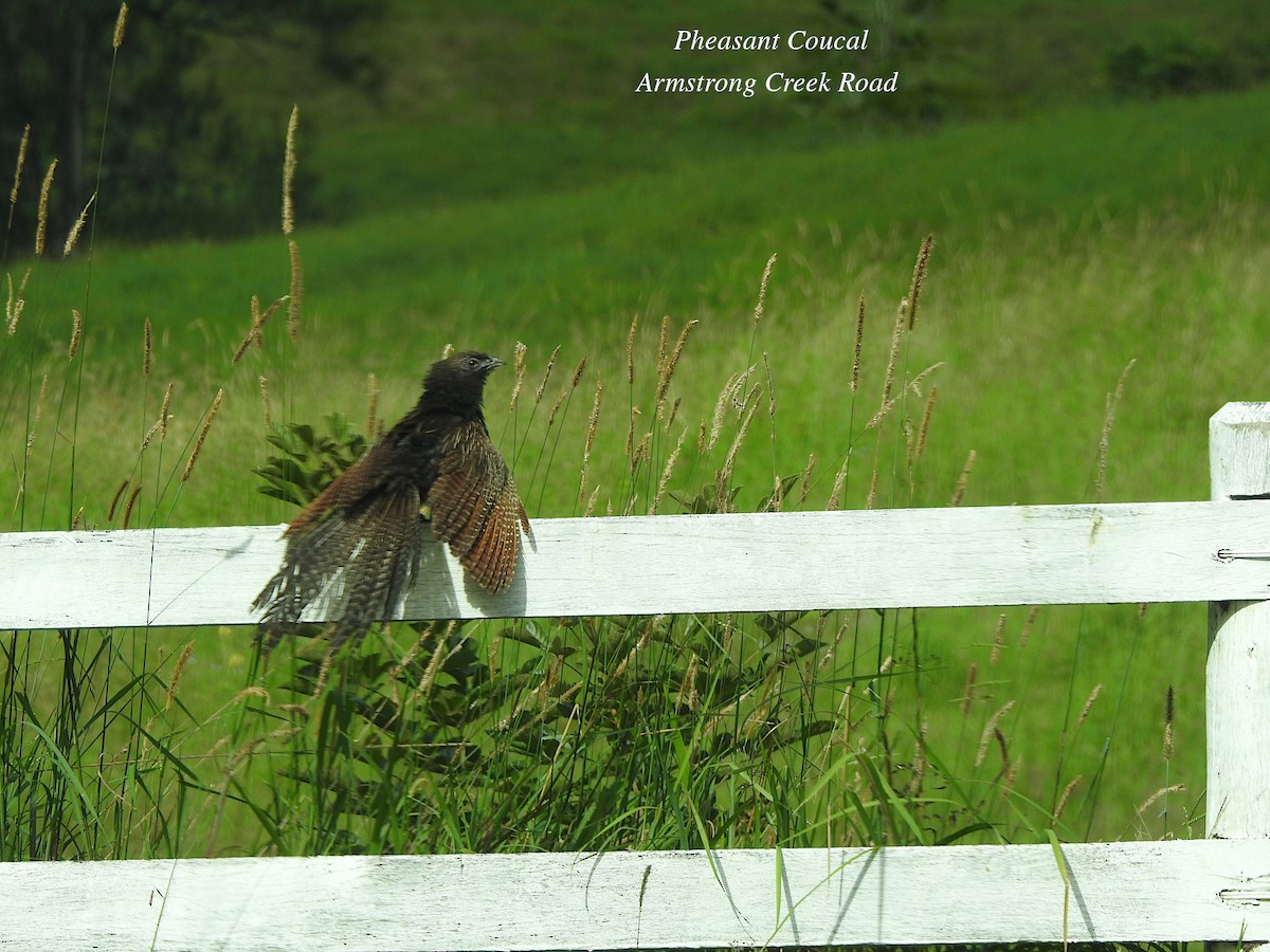 Pheasant Coucal - Marie Tarrant