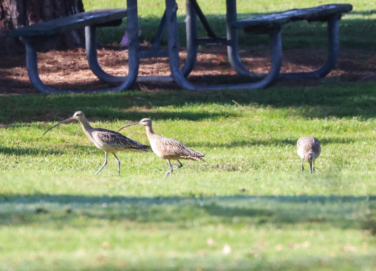 Long-billed Curlew - Tracy Drake