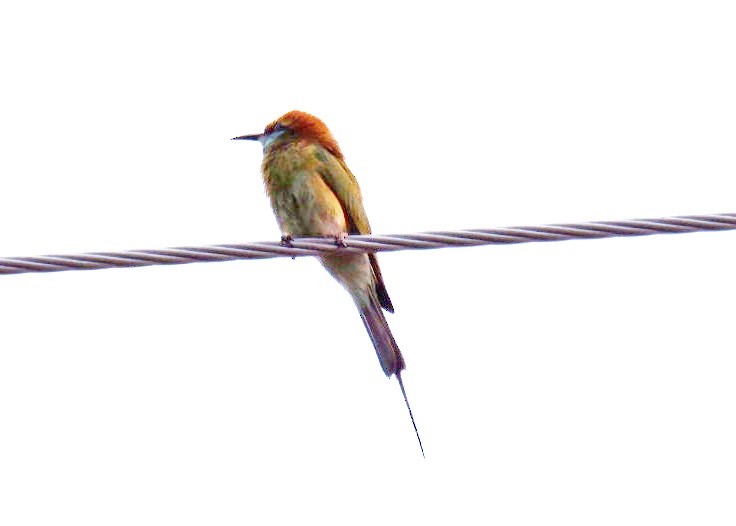 Asian Green Bee-eater - Wanatsanan Bumrungpong
