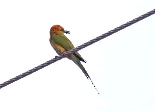 Asian Green Bee-eater - ML617549848