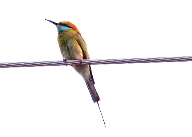Asian Green Bee-eater - Wanatsanan Bumrungpong