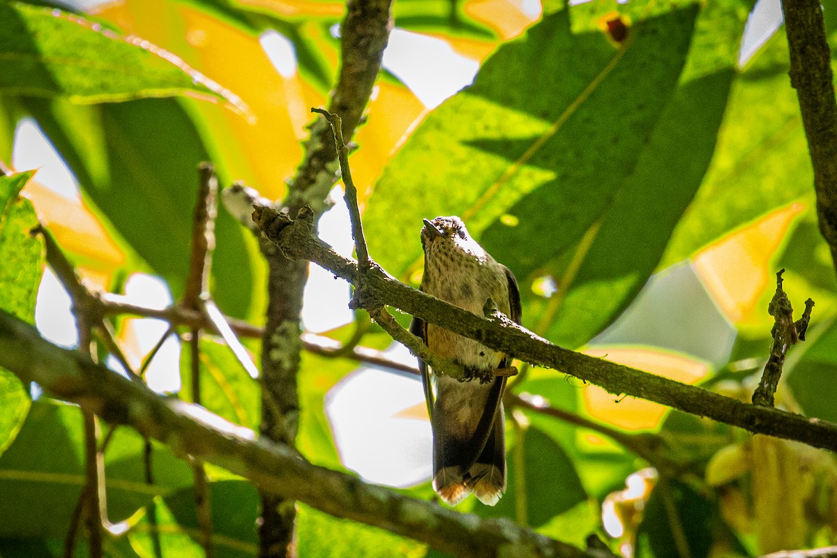 Speckled Hummingbird - ML617549913