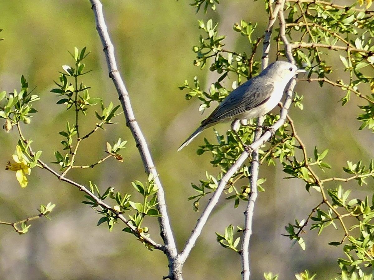 Lucy's Warbler - ML617549937
