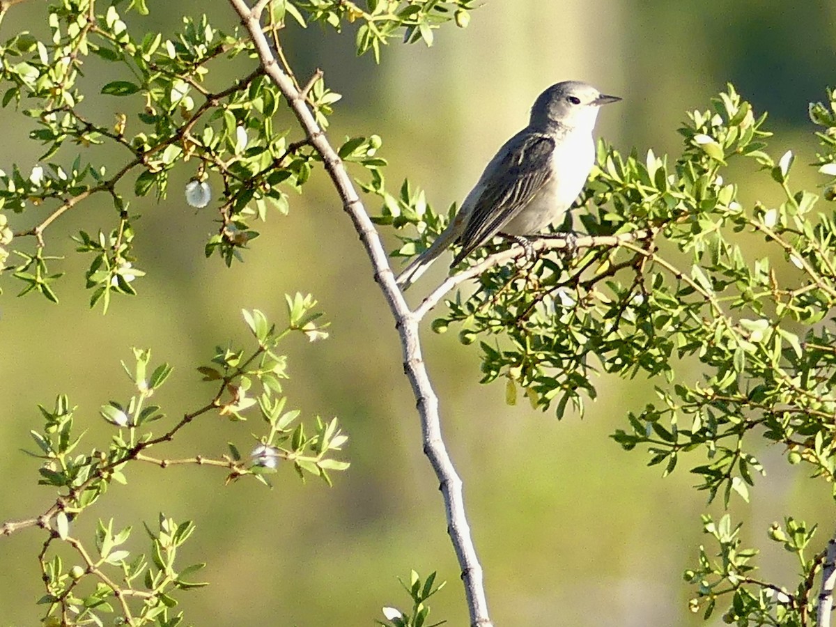 Lucy's Warbler - ML617549940