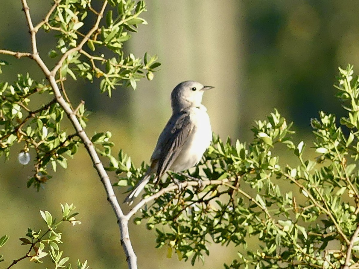 Lucy's Warbler - ML617549941