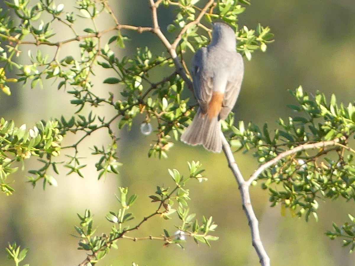 Lucy's Warbler - ML617549943