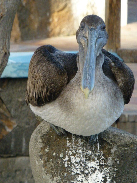 Brown Pelican - sonja raub