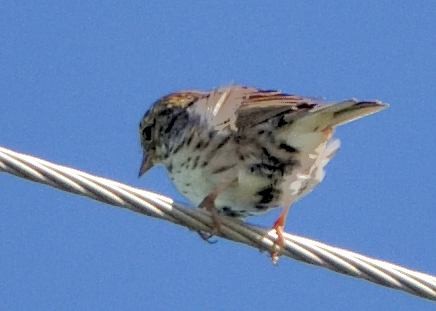 Savannah Sparrow - ML617550021