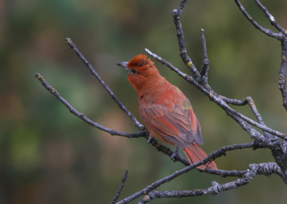 Hepatic Tanager - ML617550106