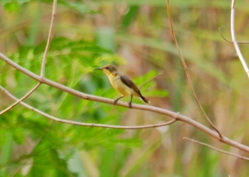 Ornate Sunbird - Wanatsanan Bumrungpong