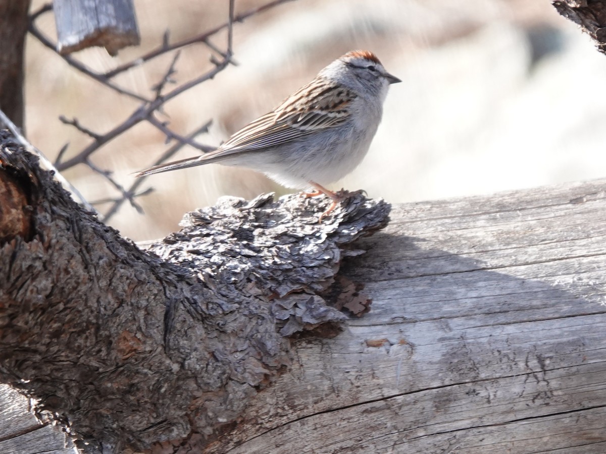 Chipping Sparrow - Kirsti Aamodt