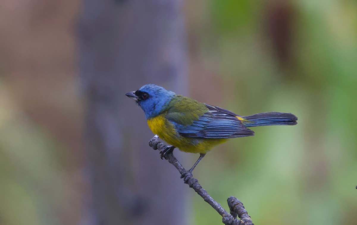 Blue-and-yellow Tanager - ML617550171